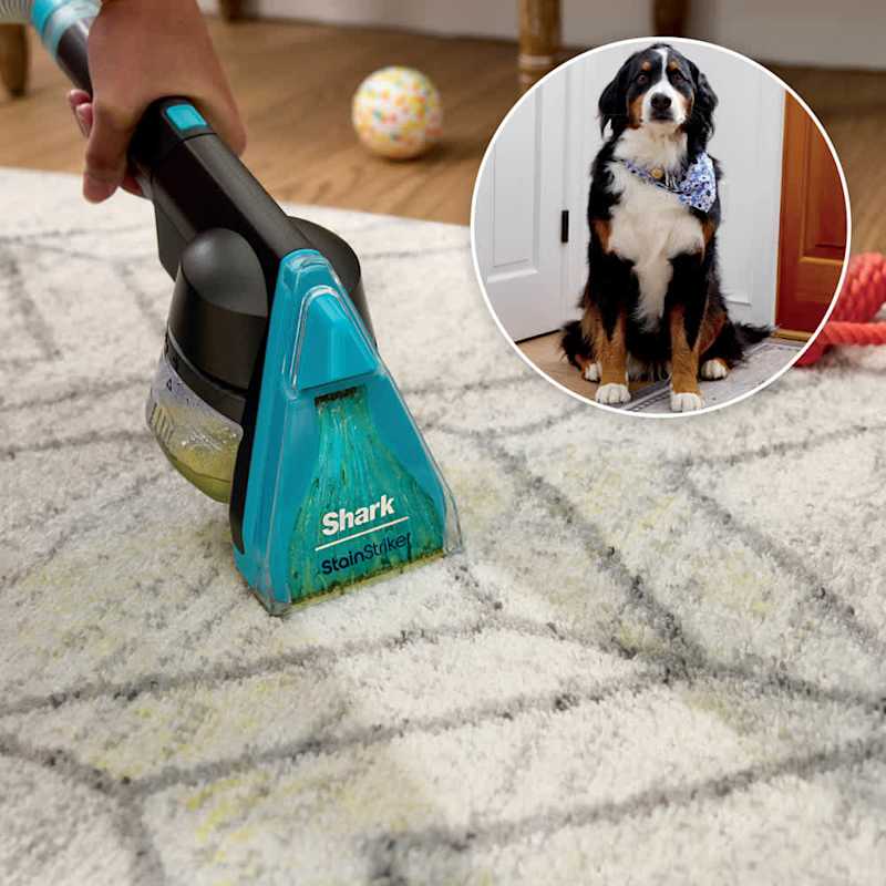 StainStriker hand tool lifting paw-print stains from a rug, pet-home in use
